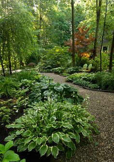 a garden filled with lots of green plants and trees next to a forest floor covered in gravel