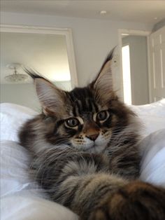 a fluffy cat laying on top of a bed