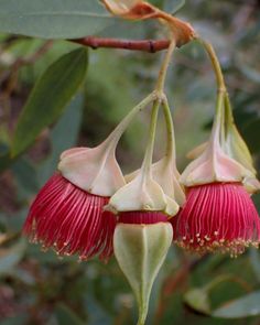 two red flowers hanging from a tree branch