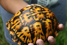 a close up of a person holding a tortoise shell