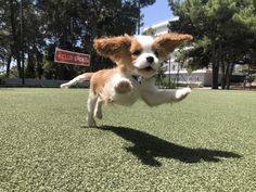 a small brown and white dog jumping in the air