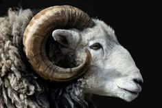 a ram with large horns standing in front of a black background