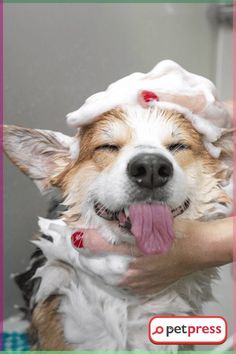 a dog is being washed in the bathtub with foam on its head and tongue