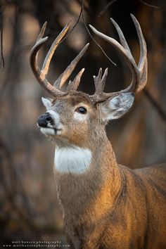 a close up of a deer with antlers on it's head