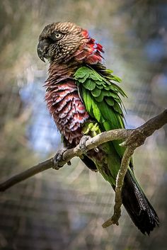 a colorful bird perched on top of a tree branch