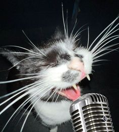 a black and white cat with its mouth open next to a microphone