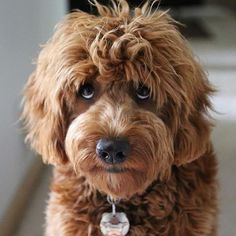 a brown dog sitting on top of a white floor