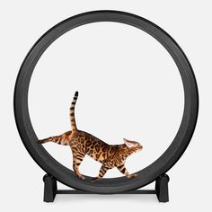 a cat is walking in the center of a black circular object on a white background