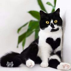 a black and white cat sitting next to a plant