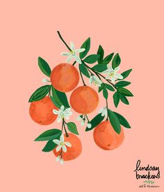 an orange tree with white flowers and green leaves on a pink background is featured in this illustration