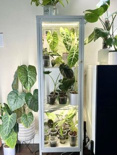 a glass case filled with lots of plants on top of a hard wood floor next to a white wall