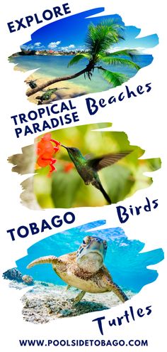 four different types of birds flying in the air with words above them that read explore tropical paradise beaches, tobago turtles