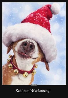 a dog wearing a santa claus hat with the caption, no animals are allowed