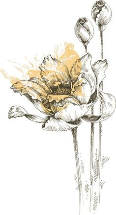 an ink drawing of flowers in a vase