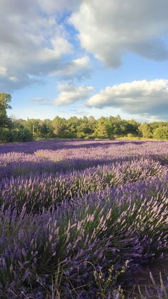 a field full of purple flowers under a cloudy sky