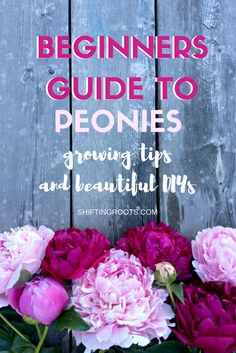 pink and purple flowers with the words beginners guide to peonies growing tips and beautiful