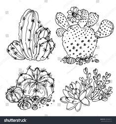 four cactus plants in black and white on a white background, hand drawn line art