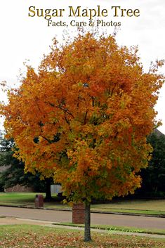 an orange tree with yellow leaves in the foreground and text that reads sugar maple tree fact, care & photos