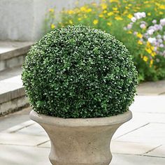 a potted plant sitting on top of a sidewalk