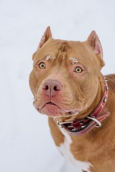 a brown and white dog standing in the snow looking at the camera with his eyes open