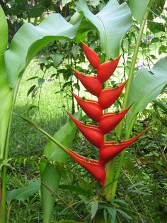 a red flower with green leaves in the foreground and grass in the back ground