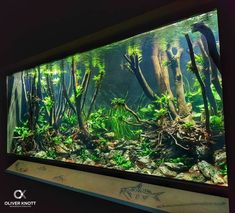 an aquarium filled with lots of green plants