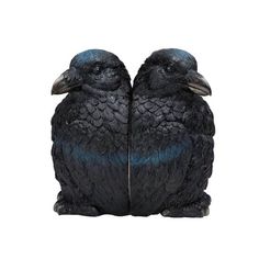 two black birds sitting next to each other