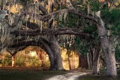 a dirt road surrounded by trees covered in spanish moss