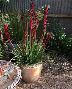 some red flowers are in a pot on the ground