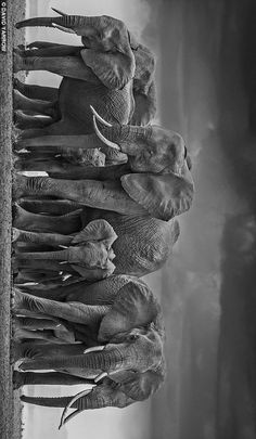 a herd of elephants standing next to each other