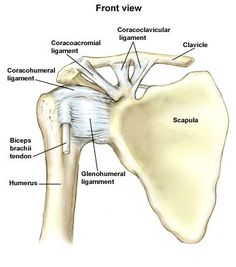 the bones of the shoulder and neck are labeled in this diagram, which shows the location of the scapula