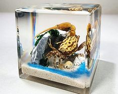 a small glass box filled with sand and sea animals in it's display case