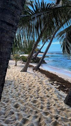 a beach with palm trees and the ocean in the background