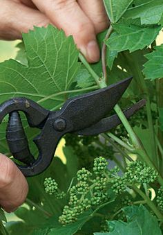 someone is cutting leaves with scissors on a plant that has green flowers in the background