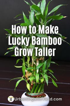 how to make lucky bamboo grow taller