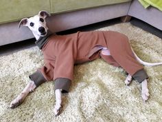 a dog is laying on the floor wearing a shirt and leggings that are attached to it