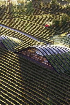 an aerial view of several rows of vineyards