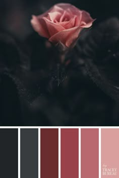 a pink rose is in the middle of color swatches with black and red tones