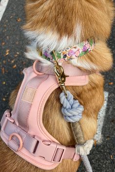 cutest dog harness, leash and collar | girl puppy accessories, wild one harness, foggy dog collar, furlou rope leash, lavendar dog leash, pink dog collr, dog must haves, puppy must haves, puppy checklist, aesthetic dog, aesthetic puppy, girl dog, pink dog accessories, dog mom must haves Harness Aesthetic, Dog Must Haves, Dog Silly, Pretty Dog Collars, Dog Collie, Foggy Dog, Leash And Collar, Pretty Dog