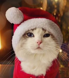 a white cat wearing a santa hat and red sweater sitting in front of a christmas tree