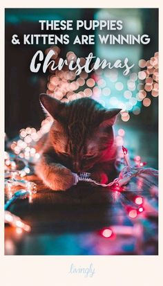 a cat sleeping on top of a table next to christmas lights and the words, these puppies & kittens are winning christmas