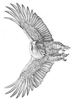 a drawing of an eagle flying in the air with its wings spread out and it's beak open