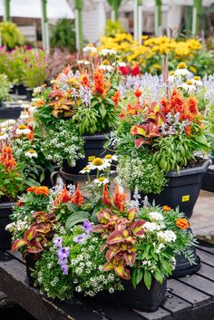 many potted plants with flowers in them