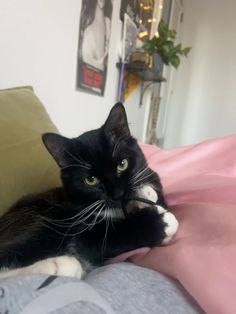 a black and white cat laying on top of a pink bed sheet in a bedroom