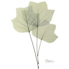 two leaves are shown on a white background