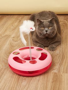 a cat sitting on the floor next to a toy mouse and an object in its mouth