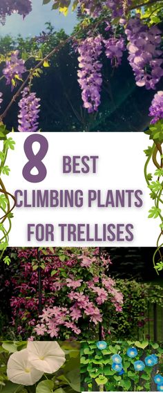 the words 8 best climbing plants for trellises in front of purple and white flowers