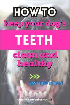 a dog's teeth with the words how to keep your dog's teeth clean and healthy