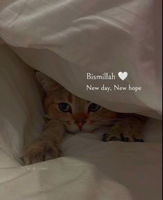 a cat peeking out from under a blanket with the caption bismillah new day, new hope