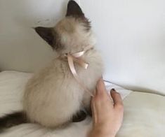 a cat sitting on top of a bed next to a person's hand holding it